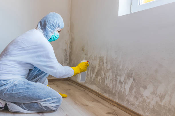 Professional mold removal team in Fredericksburg